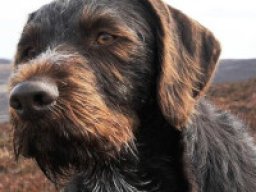 German wirehaired lab